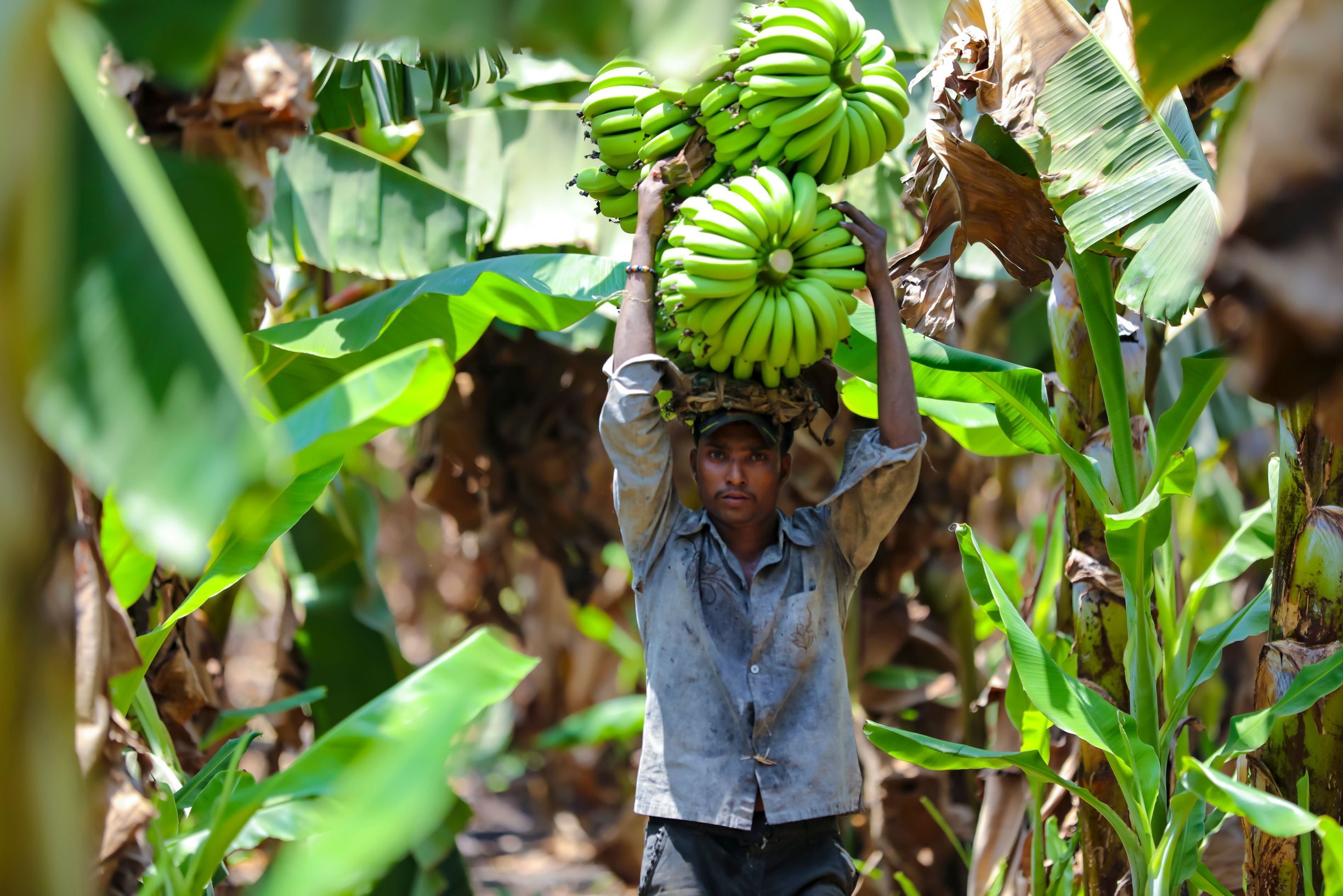 JALGAON, INDIA - MAY 25, 2017 : FARMER HARVESTING BUMPER BANANA CROP.
